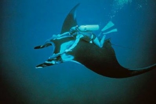  Riding a Manta ray 
